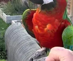2 años, domesticado, guacamayo arlequín raro - 2