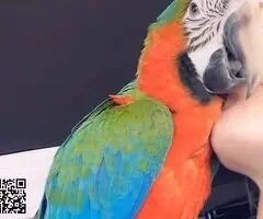 2 años, domesticado, guacamayo arlequín raro - 3