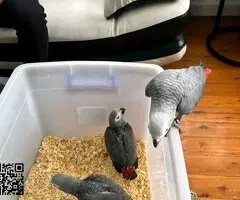 African grey Parrots