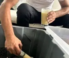 African grey Parrots