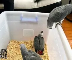 African grey Parrots