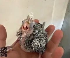 Cesión ninfas papilleras y adultas