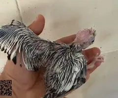 Cesión ninfas papilleras y adultas - 2