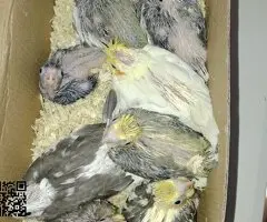 Ninfas papillera