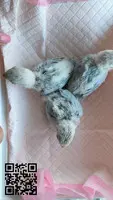 Se ceden agapornis personata papilleros - 2
