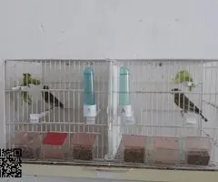 Canaria+verderon mutado