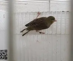 Canaria+verderon mutado - 3