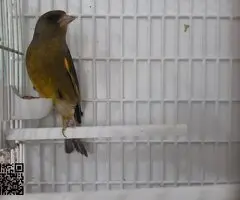 Canaria+verderon mutado - 4