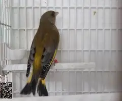 Canaria+verderon mutado - 5