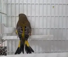 Canaria+verderon mutado - 6