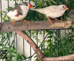 Pareja diamantes mandarines pío