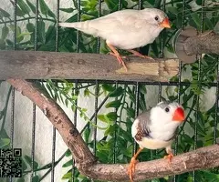 Pareja diamantes mandarines pío - 2