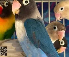 Busco pareja de agapornis personata