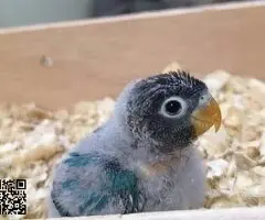 Busco pareja de agapornis personata - 2