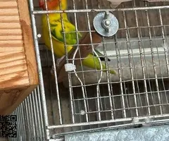 Agaporni Nigrigenis - 2