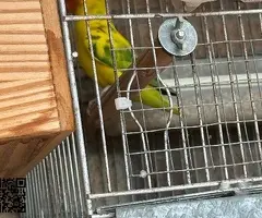 Agaporni Nigrigenis - 3