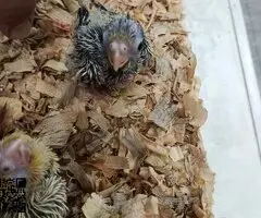 Ninfas papilleras - 2