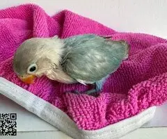 Agaporni fechir papillero