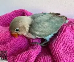 Agaporni fechir papillero - 3