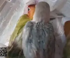 Agaporni fechir papillero - 4