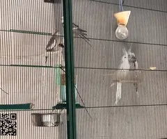 Cesión ninfas papilleras y adultas