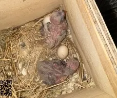 Apagapornis Papilleros