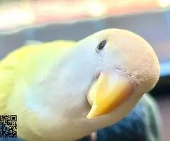 Agapornis papilleros