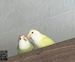 Agapornis papilleros - 2