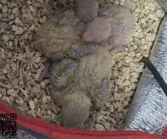 Agapornis Papilleros