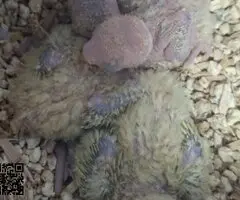 Agapornis Papilleros - 2