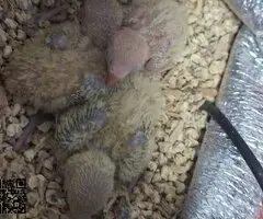 Agapornis Papilleros - 3