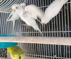 Se ceden periquitos jovenes