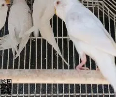 Se ceden periquitos jovenes - 2