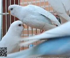 Se ceden periquitos jovenes - 3