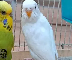 Se ceden periquitos jovenes - 4