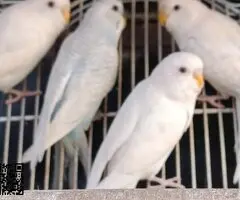 Se ceden periquitos jovenes - 5