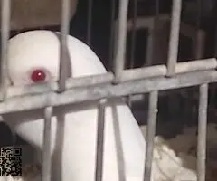 Se ceden periquitos jovenes - 6