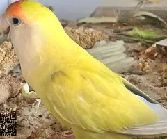 🦜 Agapornis papilleros / bebés disponibles 🐣 - 2