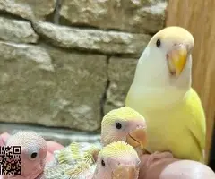 🦜 Agapornis papilleros / bebés disponibles 🐣 - 4