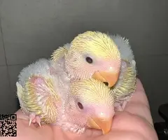 🦜 Agapornis papilleros / bebés disponibles 🐣 - 5