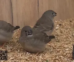 Grupo diamantes mandarines - 3