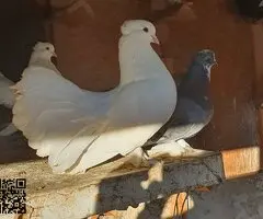 Palomas colipava de india