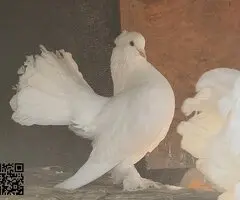 Palomas colipava de india - 2