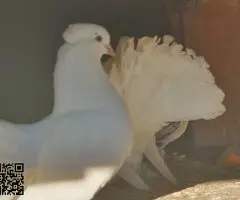 Palomas colipava de india - 3