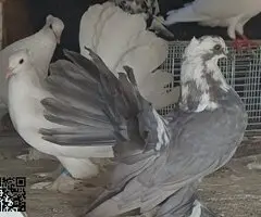 Palomas colipava de india - 4