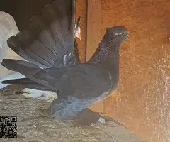 Palomas colipava de india - 5