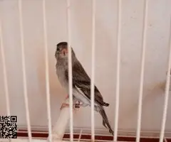 MIXTOS  DE CARDENALITOS