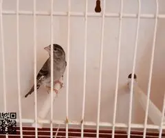 MIXTOS  DE CARDENALITOS - 2