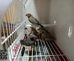 Isabelitas,mandarinos y picos de plata