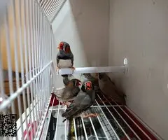 Isabelitas,mandarinos y picos de plata - 2